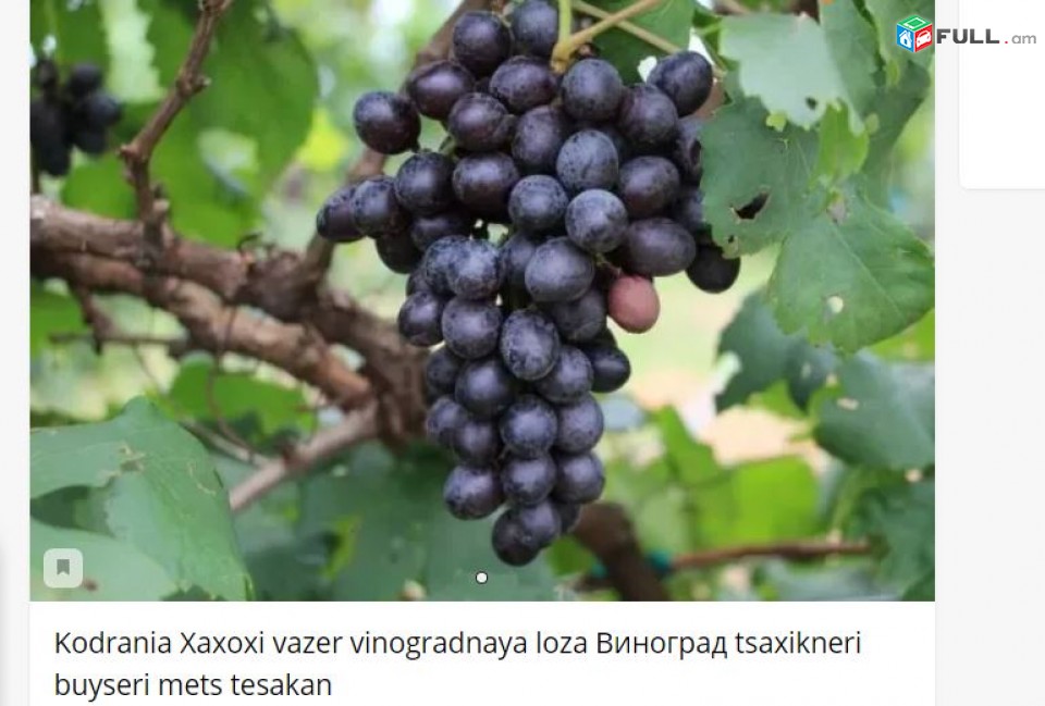 Kodrania Xaxoxi vazer vinogradnaya loza Виноград tsaxikneri buyseri mets tesakan