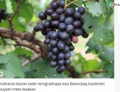 Kodrania Xaxoxi vazer vinogradnaya loza Виноград tsaxikneri buyseri mets tesakan