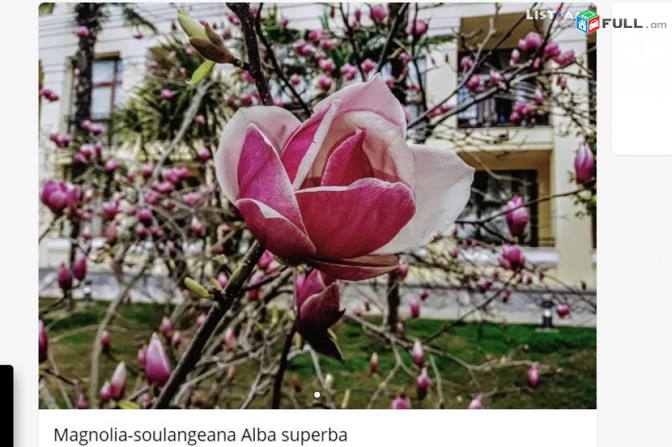 Magnolia-soulangeana Alba superba