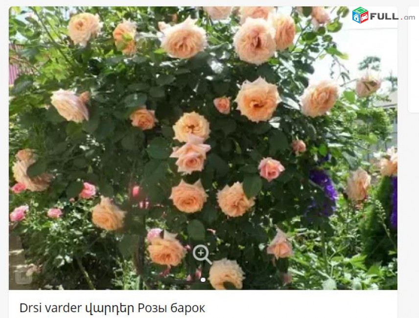 Drsi varder վարդեր Розы барок