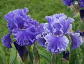 Iris Цветок амариллис gexecik caxikner irisneri mec tesakani