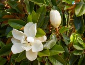 Magnolia Magnolia soulangeana