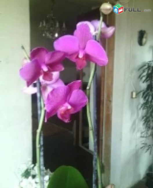 Ծաղիկ արխիդեյա orchidea panelopsis