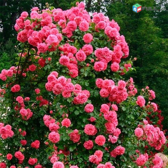 Maglcox varder  rozarium yuterzen роза розариум ютерзен ծաղիկների մեծ տեսականի