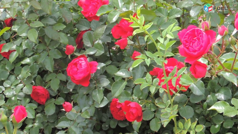 Maglcox varder  negresko роза негреско ծաղիկների մեծ տեսականի. Մոտ 800 տեսակ	