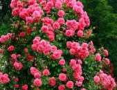 Maglcox varder  yuterzen rozekenigen Роза Ютерсен Розенкёнигин ծաղիկների մեծ տեսակ
