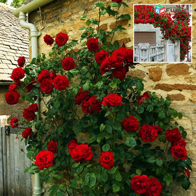 Maglcox varder  red parfyum роза ред парфюм ծաղիկների մեծ տեսականի. Մոտ 800 տեսակ				