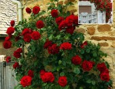 Maglcox varder  red parfyum роза ред парфюм ծաղիկների մեծ տեսականի. Մոտ 800 տեսակ				