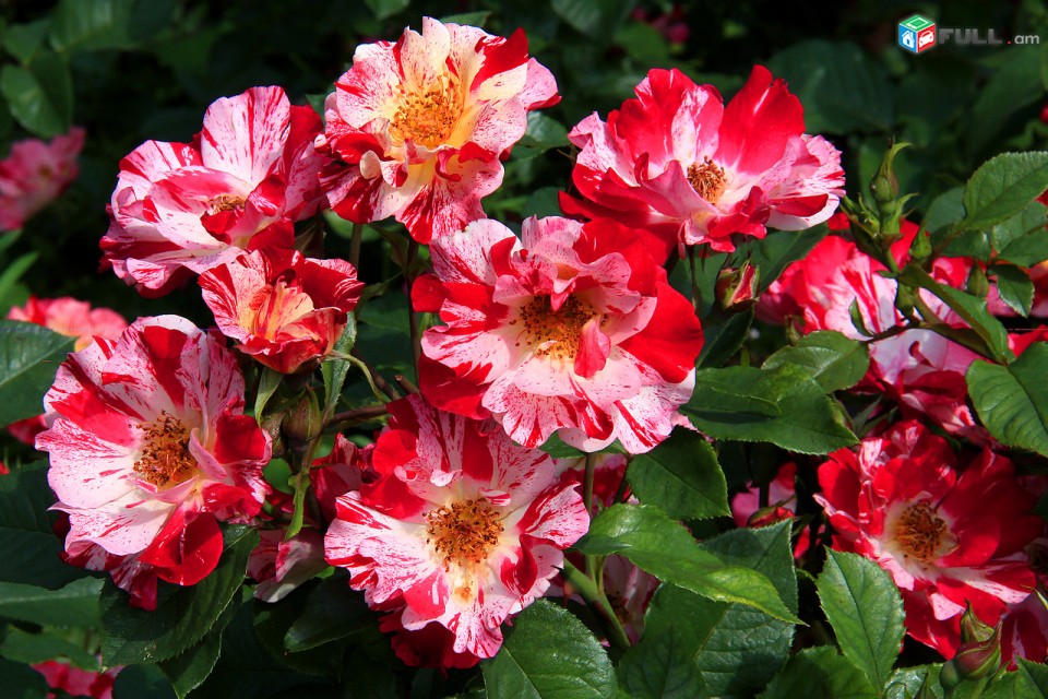 Maglcox varder  kreyzi fo yu  роза крейзи фо ю ծաղիկների մեծ տեսականի. Մոտ 800 տեսակ
