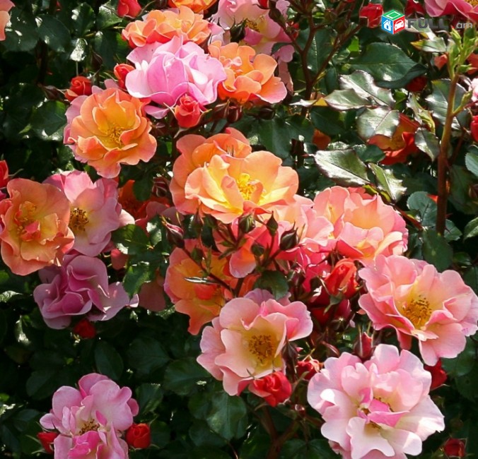 Maglcox varder  jaz Роза  Джаз ծաղիկների մեծ տեսականի. Մոտ 800 տեսակ	