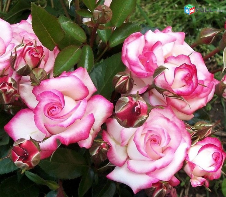 Maglcox varder  hendel  роза хендель ծաղիկների մեծ տեսականի. Մոտ 800 տեսակ	