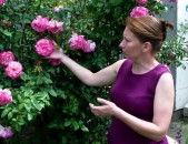 Maglcox varder  hendel  роза хендель ծաղիկների մեծ տեսականի. Մոտ 800 տեսակ	