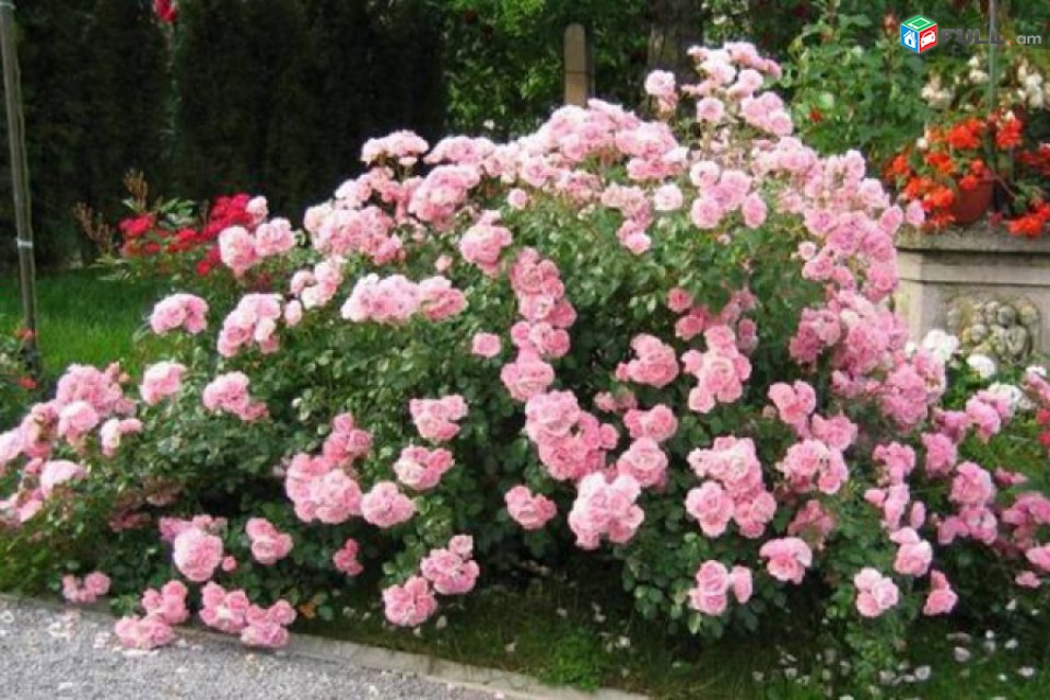 Maglcox varder Розы боника ծաղիկների մեծ տեսականի. Մոտ 800 տեսակ