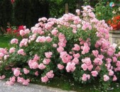 Maglcox varder Розы боника ծաղիկների մեծ տեսականի. Մոտ 800 տեսակ