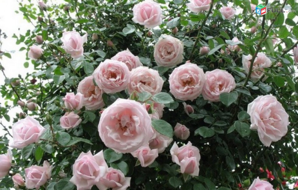 Maglcox varder nyu doun Розы нью доун ծաղիկների մեծ տեսականի. Մոտ 800 տեսակ