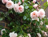 Maglcox varder nyu doun Розы нью доун ծաղիկների մեծ տեսականի. Մոտ 800 տեսակ