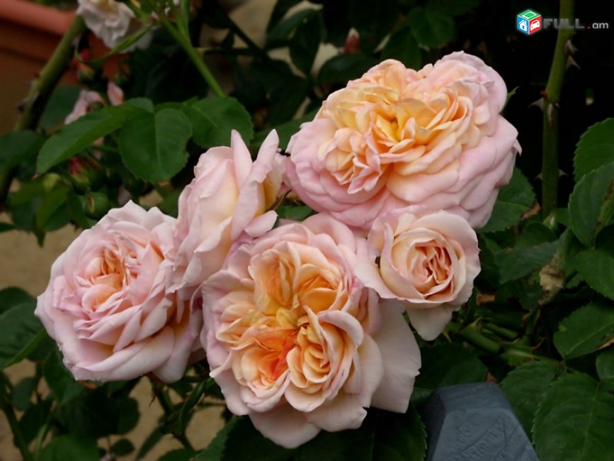 Maglcox varder  alximik роза алхимик ծաղիկների մեծ տեսականի. Մոտ 800 տեսակ	