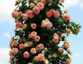 Maglcox varder  alximik роза алхимик ծաղիկների մեծ տեսականի. Մոտ 800 տեսակ	