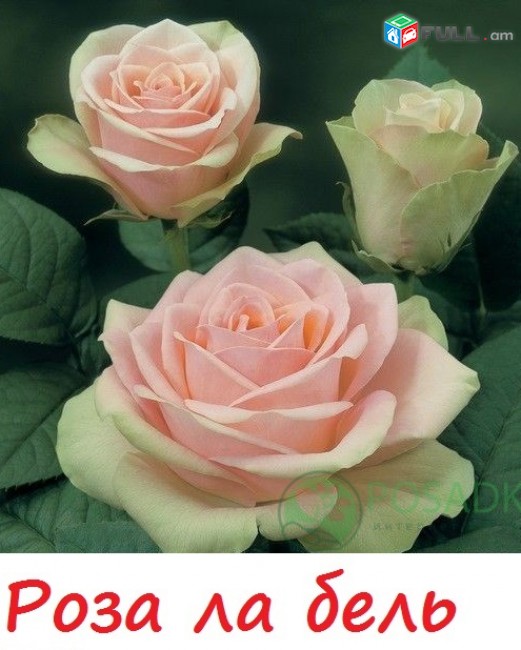 Maglcox varder  rozarium yuterzen роза розариум ютерзен ծաղիկների մեծ տեսականի. Մոտ 800 տեսակ
