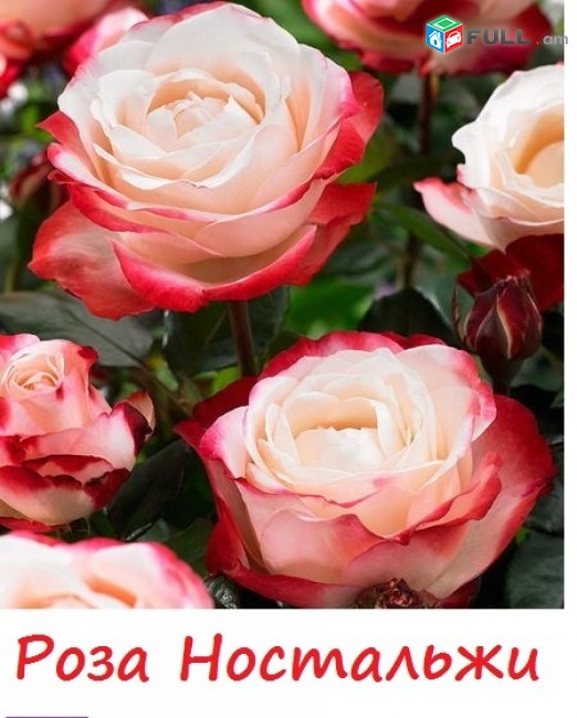 Maglcox varder vanil freyz Розы ваниль фрайз ծաղիկների մեծ տեսականի. Մոտ 800 տեսակ