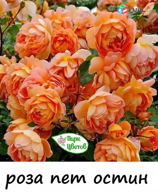Maglcox varder  alximik роза алхимик ծաղիկների մեծ տեսականի. Մոտ 800 տեսակ
