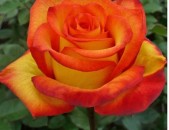 Maglcox varder  alximik роза алхимик ծաղիկների մեծ տեսականի. Մոտ 800 տեսակ
