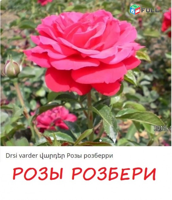 Maglcox varder peni leyn роза пенни лейн ծաղիկների մեծ տեսականի. Մոտ 800 տեսակ