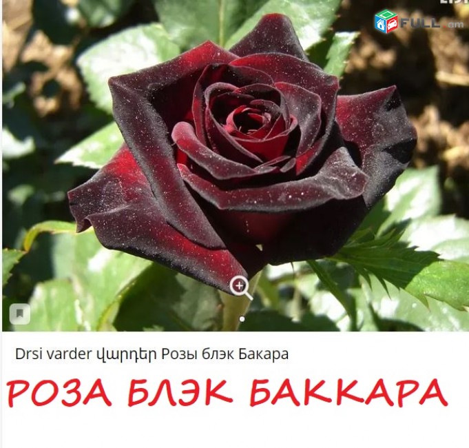 Maglcox varder peni leyn роза пенни лейн ծաղիկների մեծ տեսականի. Մոտ 800 տեսակ