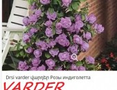 Maglcox varder  amadeus Роза плетистая Амадеус ծաղիկների մեծ տեսականի. Մոտ 800 տեսակ