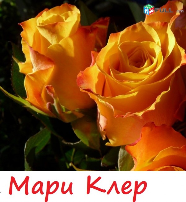 Maglcox varder  kreyzi fo yu  роза крейзи фо ю ծաղիկների մեծ տեսականի. Մոտ 800 տեսակ