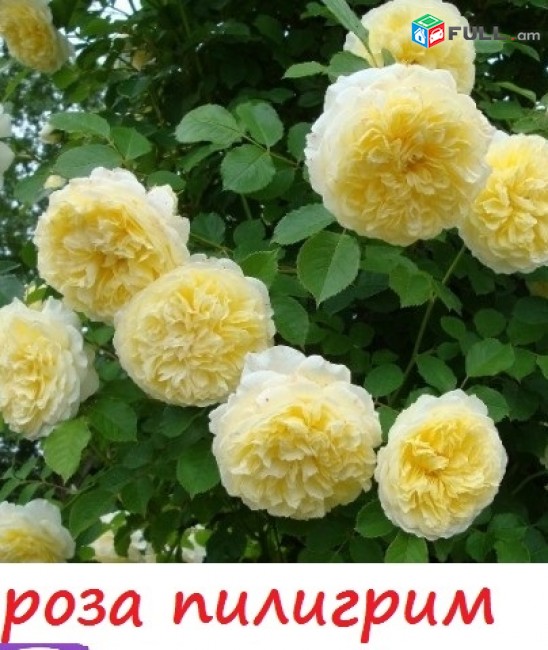 Maglcox varder  hendel  роза хендель ծաղիկների մեծ տեսականի. Մոտ 800 տեսակ
