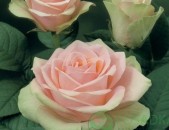 Maglcox varder  mon garden e mezon роза мон жарден э мезон ծաղիկների մեծ տեսականի. Մոտ 800 տեսակ