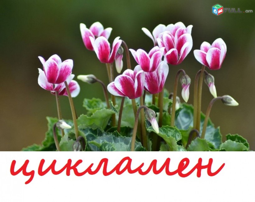 Ծաղիկ ciklamen цикламен ծաղիկների բույսերի մեծ տեսականի մոտ 1000 տեսակ	