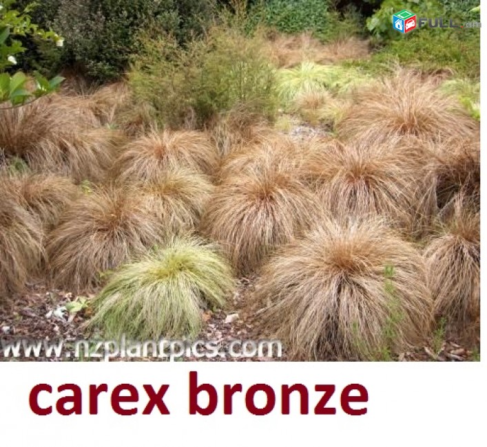 carex bronze ծաղիկների մեծ տեսականի. Մոտ 800 տեսակ