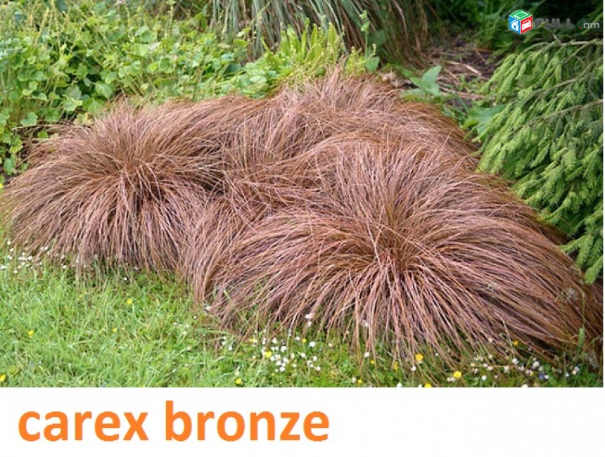 carex bronze ծաղիկների մեծ տեսականի. Մոտ 800 տեսակ