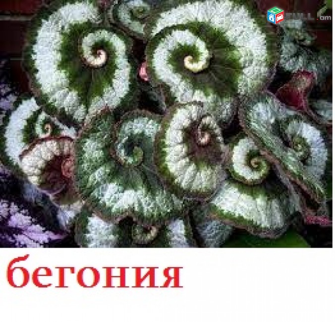 Karalevski begonia ծաղիկներ բույսեր թփեր մագլցող ծաղիկներ բույսերի մեծ տեսական