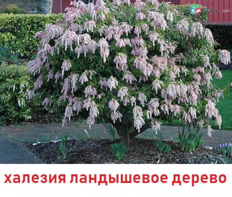 landishanman tsar ծաղիկների մեծ տեսականի  մոտ 800 տեսակ