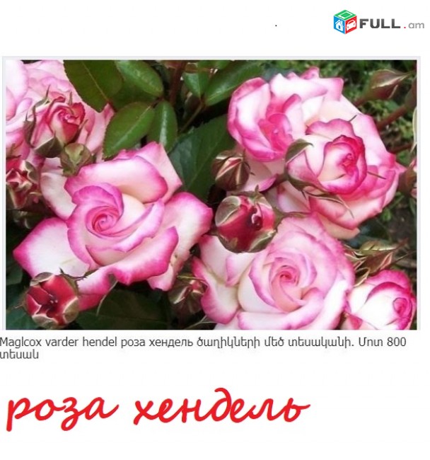 Drsi varder վարդեր Розы мэйнтауер ծաղիկների բույսերի մեծ տեսականի մոտ 1000 տեսակ	