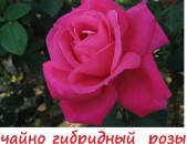 Drsi varder վարդեր Розы мэйнтауер ծաղիկների բույսերի մեծ տեսականի մոտ 1000 տեսակ	