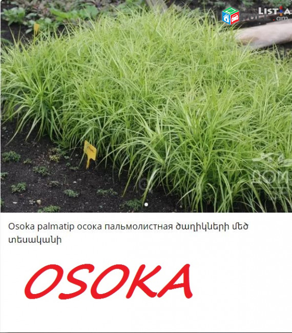 OSOKA осока  օսոկա  դեկորատիվ խոտեր