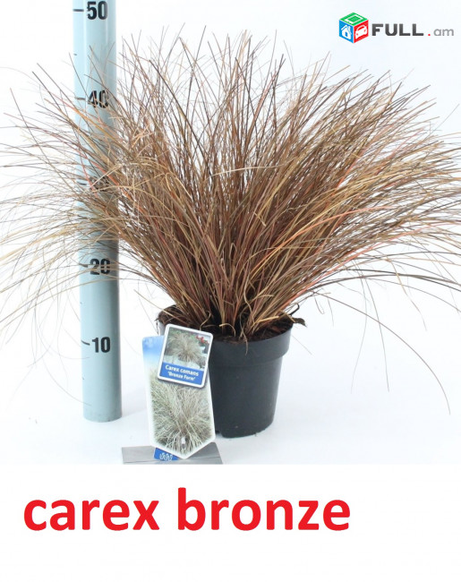 carex bronze դեկորատիվ խոտեր