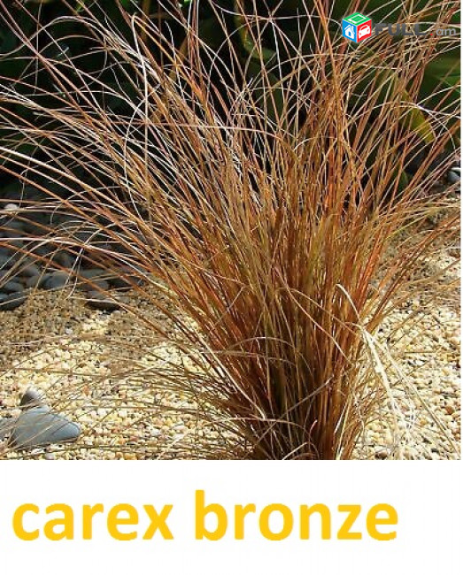 carex bronze դեկորատիվ խոտեր