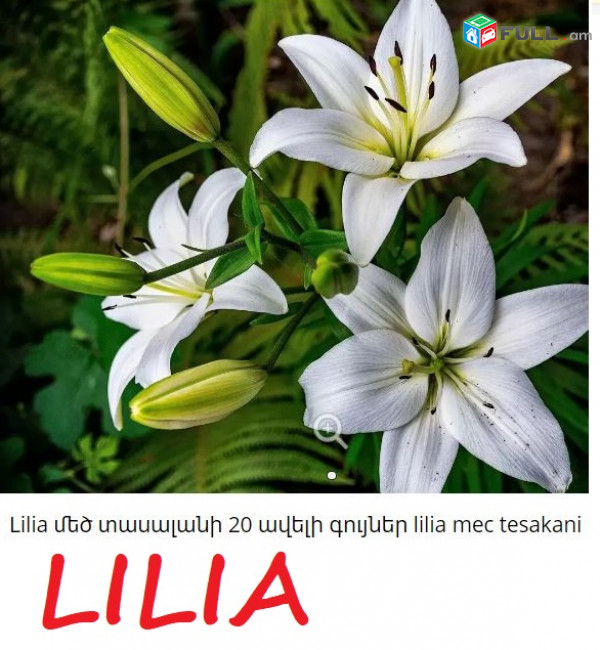 lilia  Лилия լիլիյա