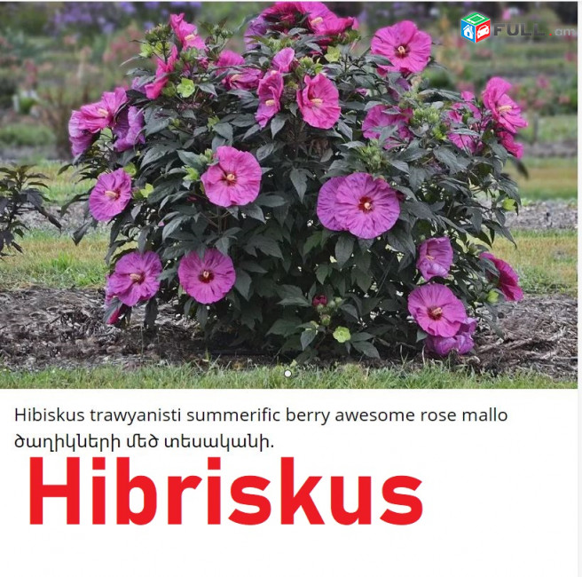 HIBISCUS Гибискус հիբրիսկուս