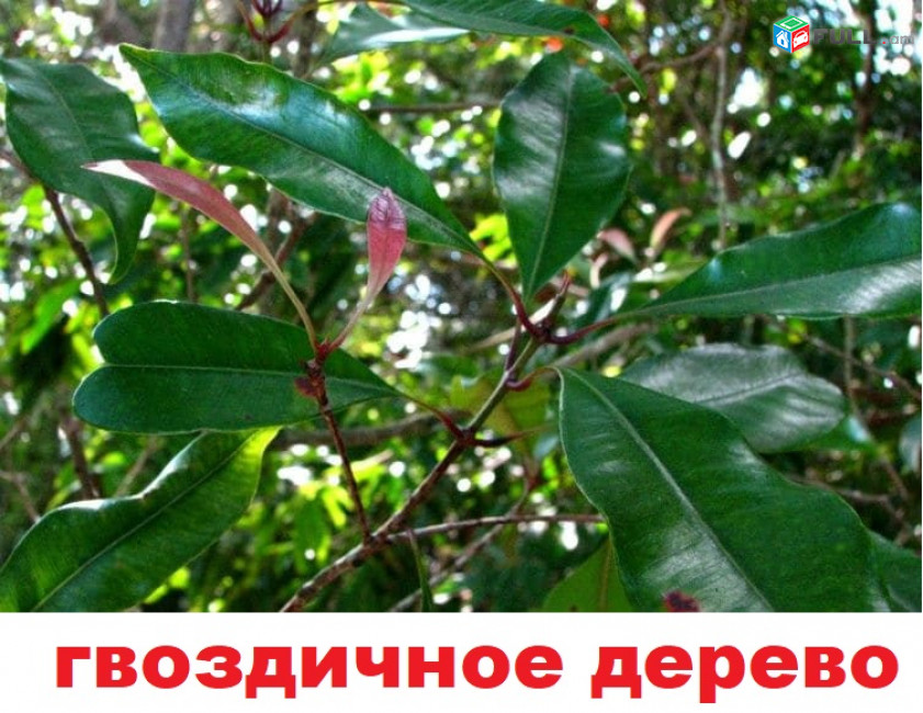 gvozdika гвоздичное дерево մեխակի ծառ