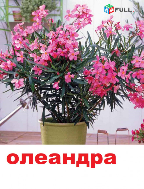 oleandra олеандра օլեանդռա