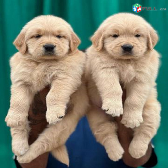 {whatsapp me ‪+40764035475‬} Golden Retriever puppies