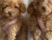 Poodle puppies  {whatsapp me ‪+40764035475‬}