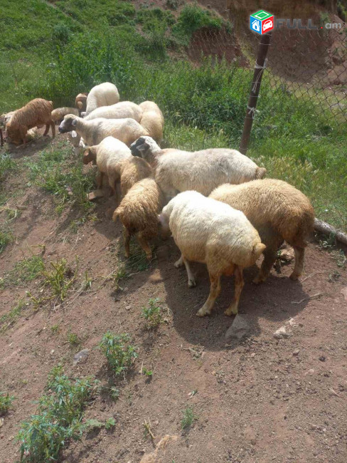 Զույգ ձաքեր բերող ոչխար, շիշակներ, թողլի և ղոչ