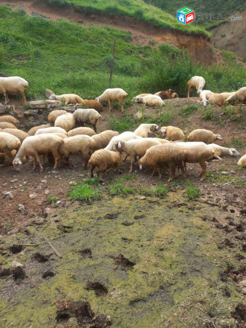 Զույգ ձաքեր բերող ոչխար, շիշակներ, թողլի և ղոչ